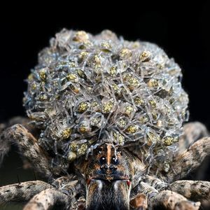 Meet your Posher, Dan